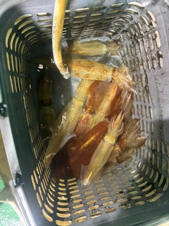 ケンサキイカの釣果