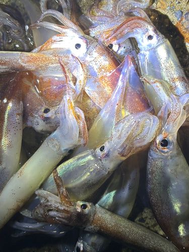 スルメイカの釣果