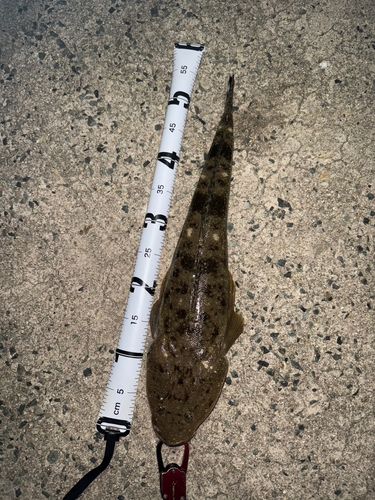 マゴチの釣果