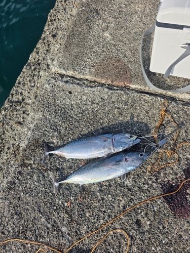 マルソウダの釣果