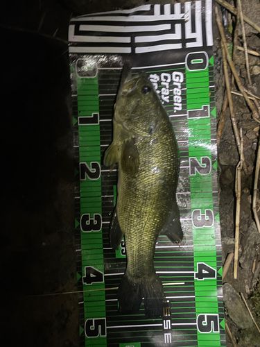 ブラックバスの釣果