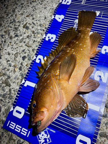 アコウの釣果