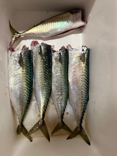 サバの釣果