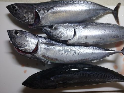マルソウダの釣果