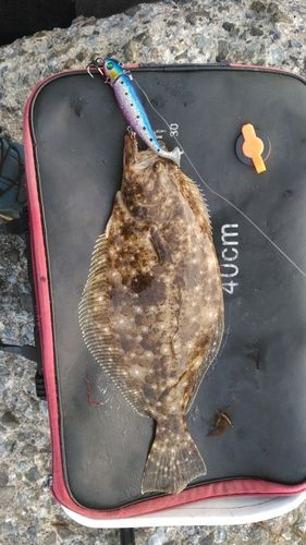 ヒラメの釣果