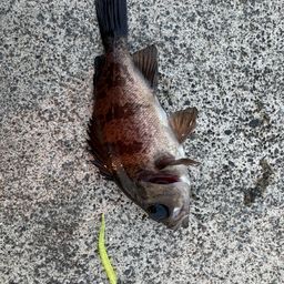メバル