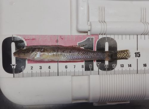 マハゼの釣果