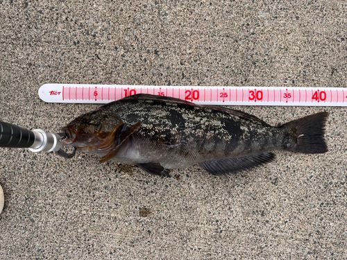 アイナメの釣果