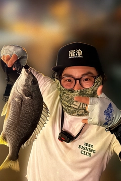 キビレの釣果
