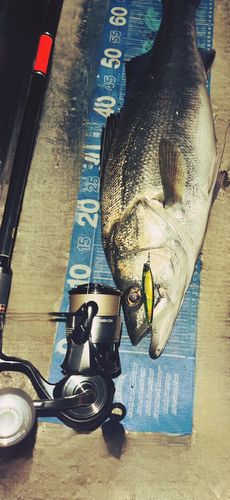 シーバスの釣果