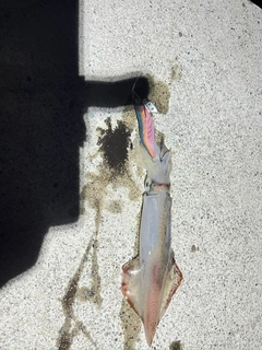 ケンサキイカの釣果