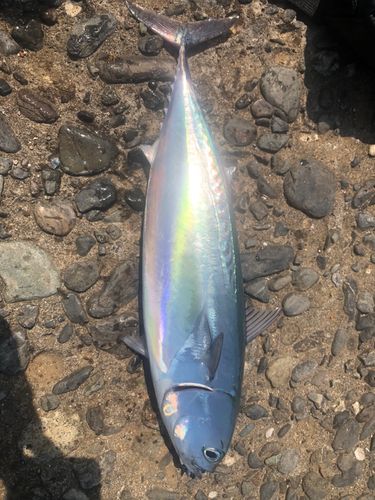 ソウダガツオの釣果