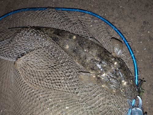 マゴチの釣果