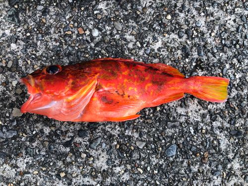 アヤメカサゴの釣果