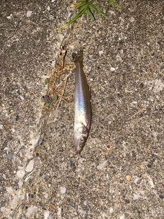 シロギスの釣果