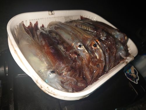 イカの釣果