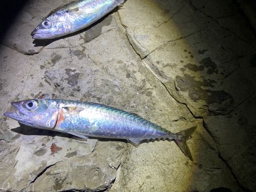 サバの釣果