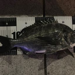 クロダイ