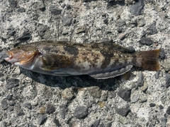 アイナメの釣果