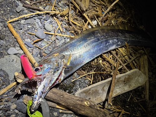 タチウオの釣果