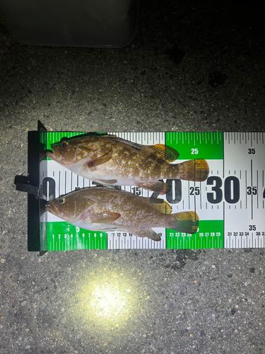 キジハタの釣果