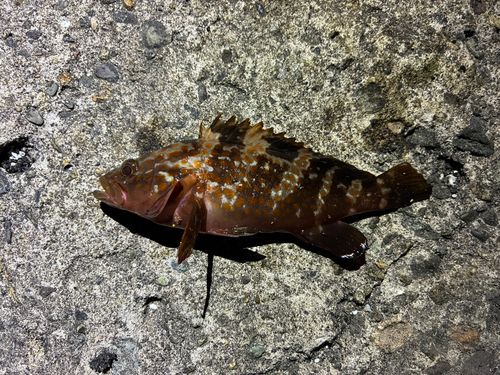 キジハタの釣果