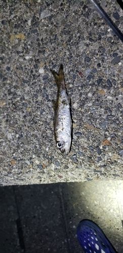 クロムツの釣果