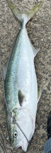 釣果