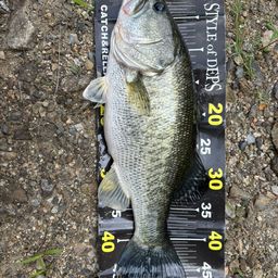 ラージマウスバス