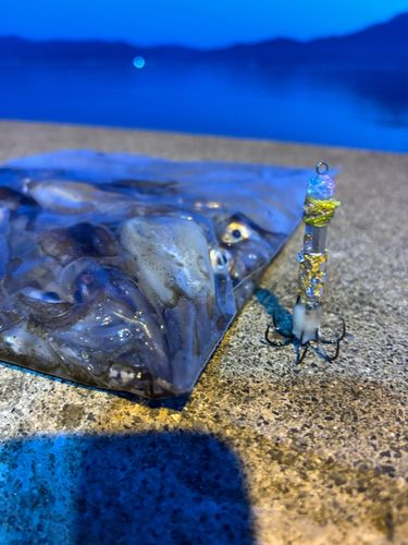 イカの釣果
