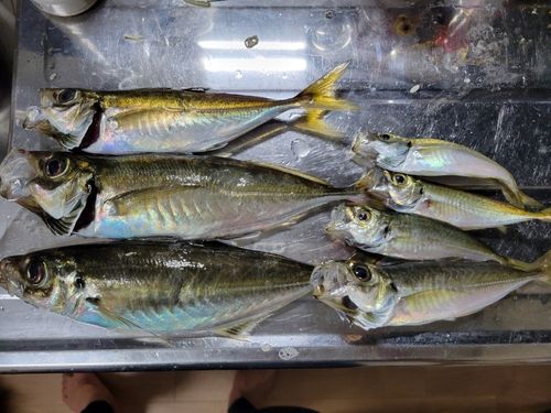 アジの釣果