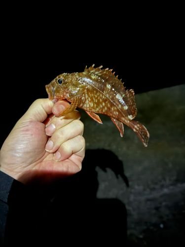 ガシラの釣果