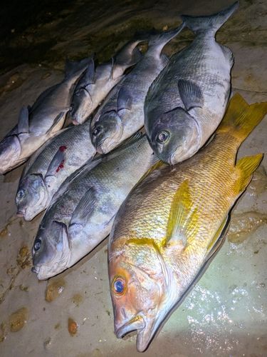 フエダイの釣果