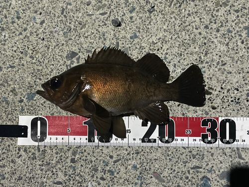 メバルの釣果