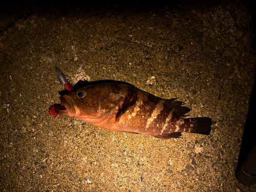 アコウの釣果