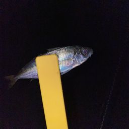 アジ