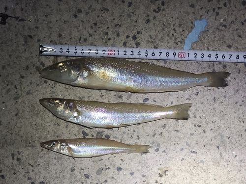 キスの釣果