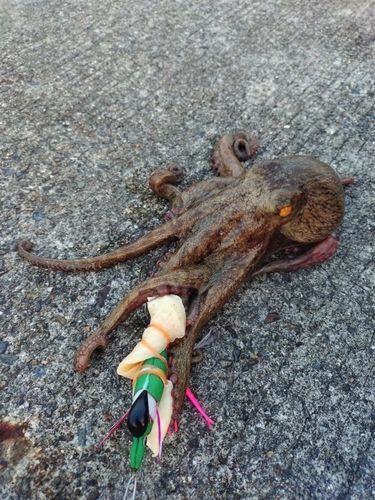 マダコの釣果