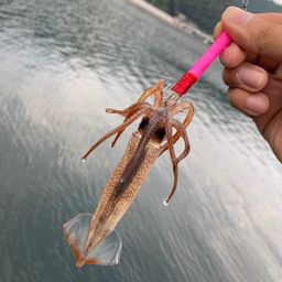 スルメイカ
