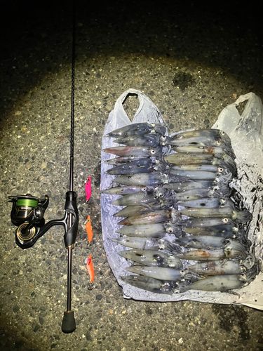 ケンサキイカの釣果