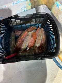 マイカの釣果
