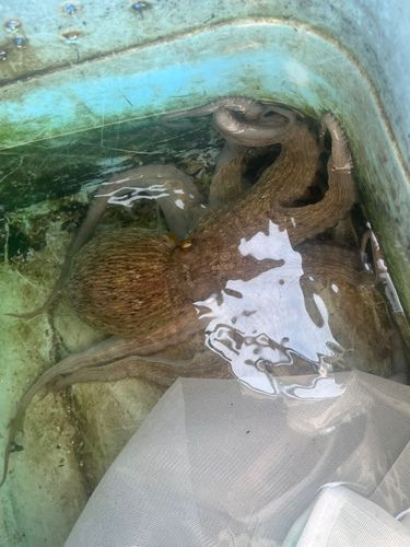 マダコの釣果