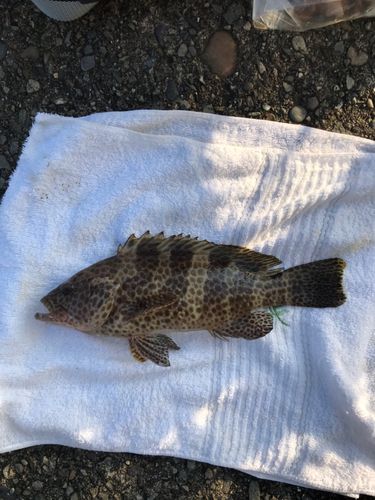 オオモンハタの釣果