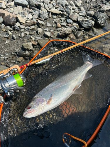ニジマスの釣果