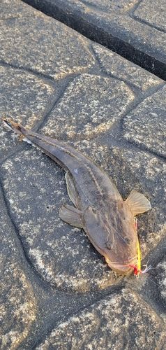 マゴチの釣果