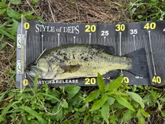 ブラックバスの釣果