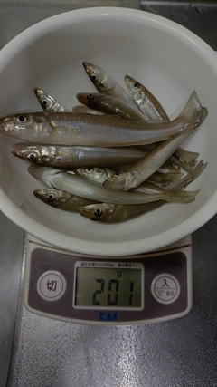 キスの釣果