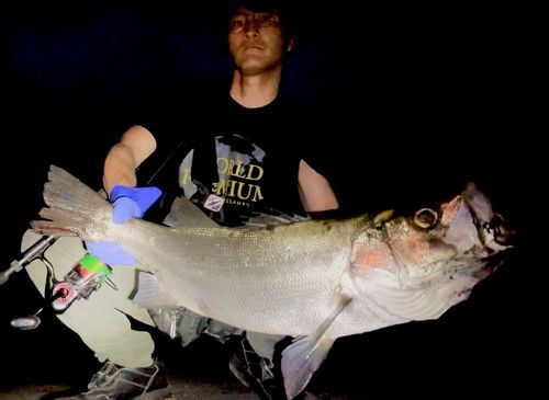 ヒラスズキの釣果