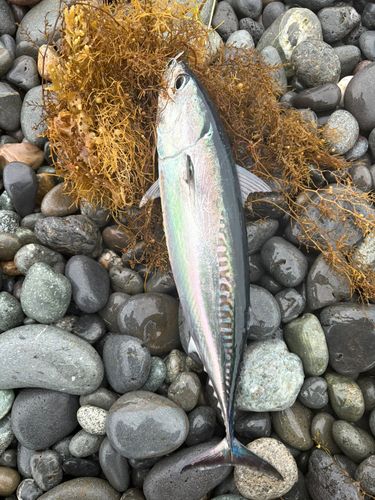 ソウダガツオの釣果