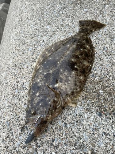 ヒラメの釣果